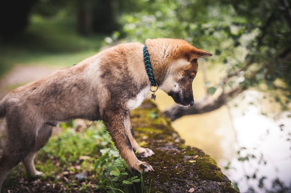 Щенок сикоку стоит