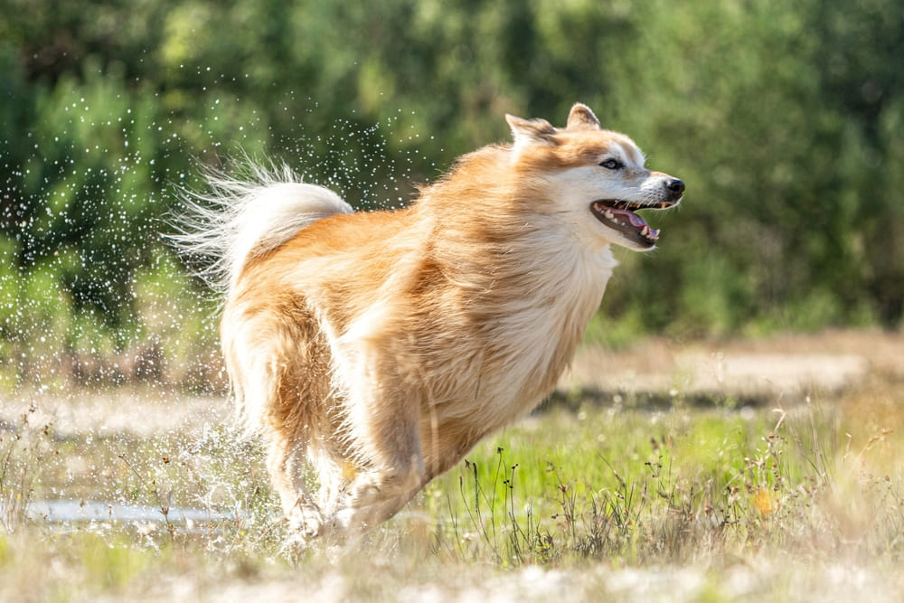 Исландская собака считается пастушьей породой