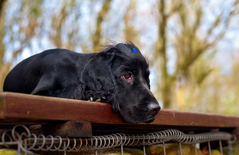 Черный спаниель отдыхает