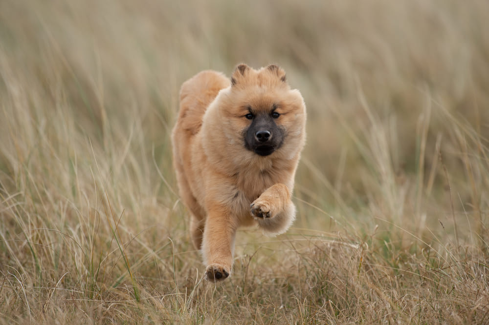 Евразиер в парке