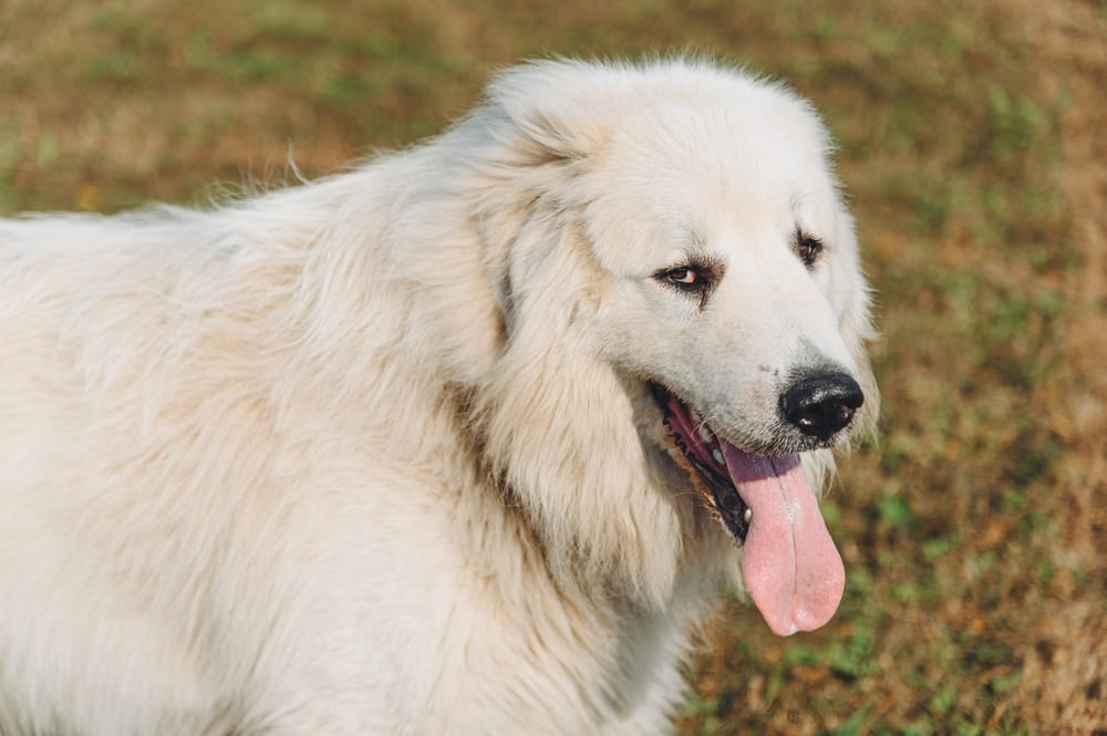 Пиренейская горная собака стоит в поле