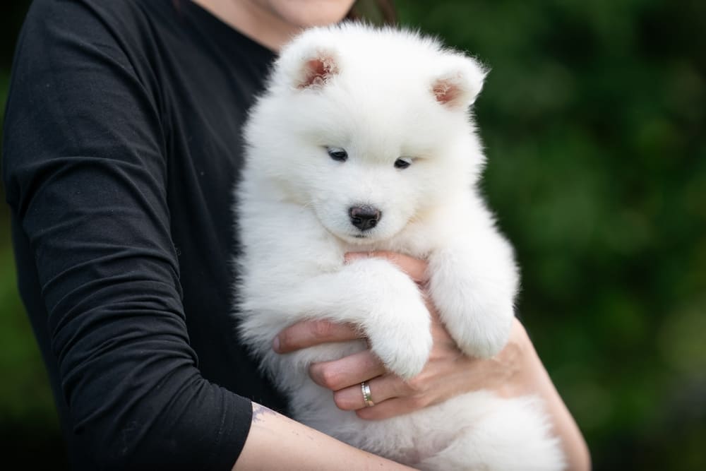 Щенок самоедской породы