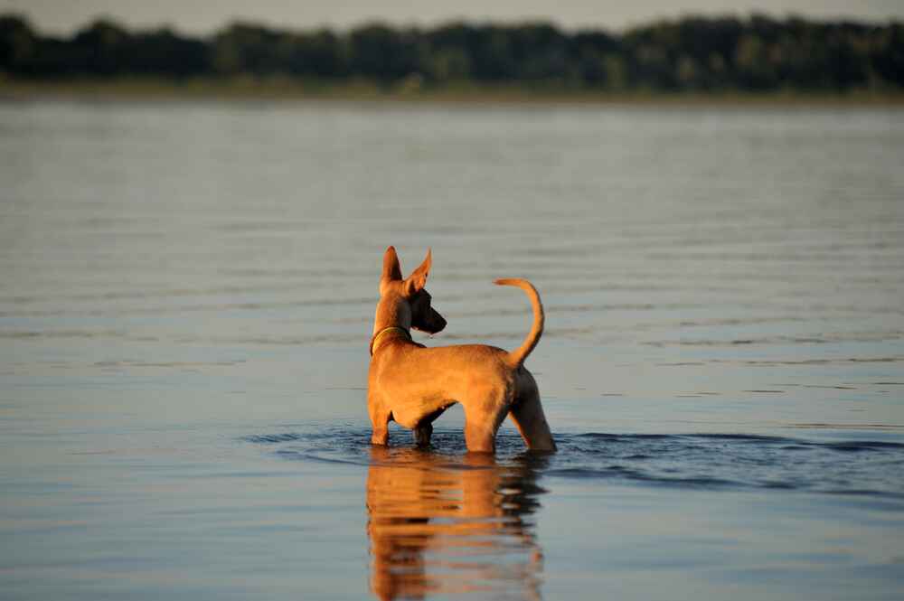Изображениe — Чирнеко дель Этна стоит в воде Чирнеко дель Этна стоит в воде