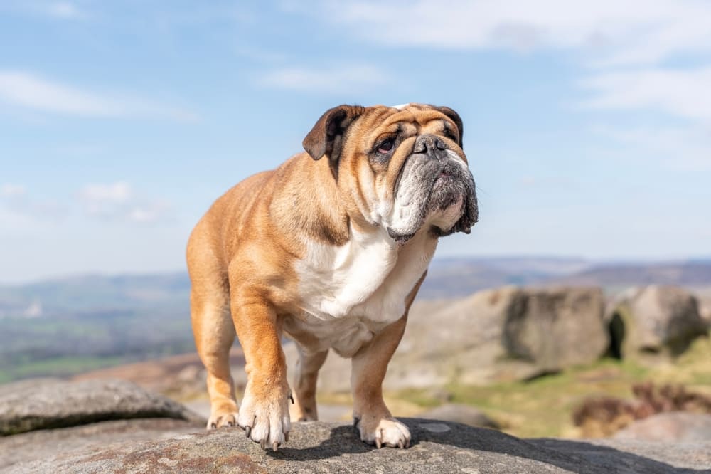 Английский бульдог сидит