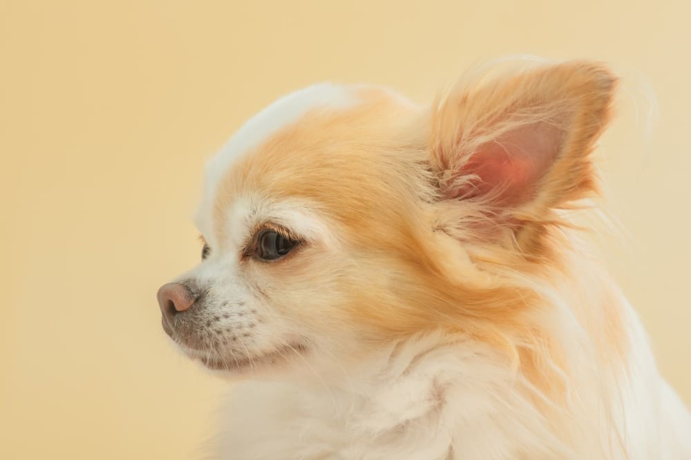 Морда чихуахуа в профиль