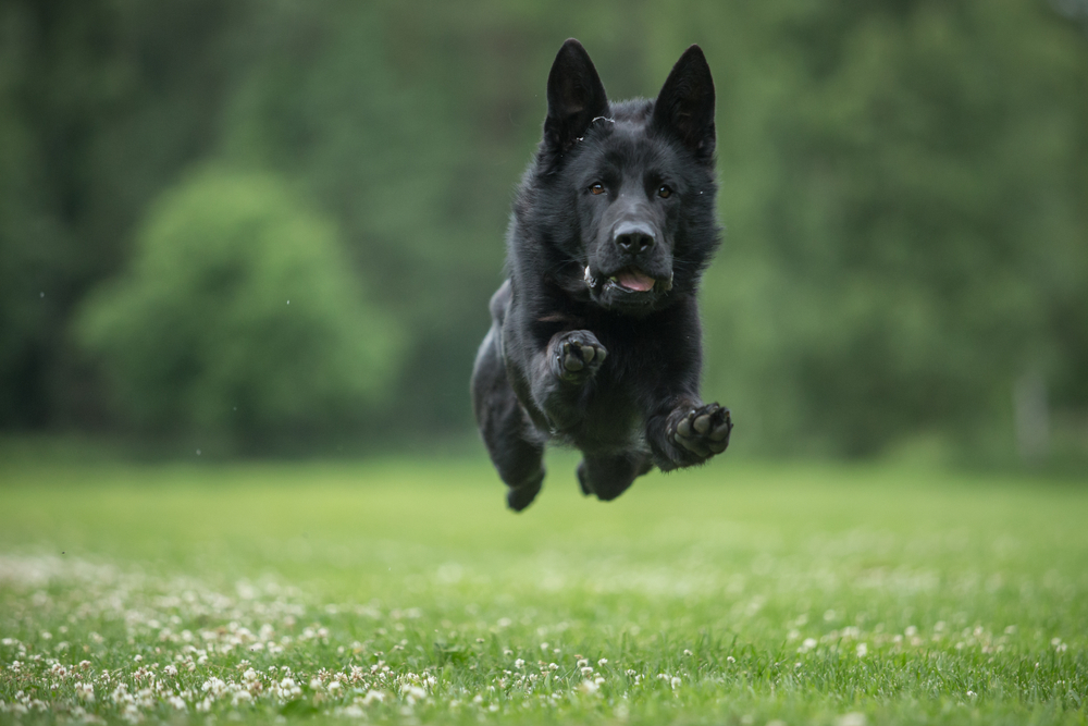 Черная немецкая овчарка быстро бежит