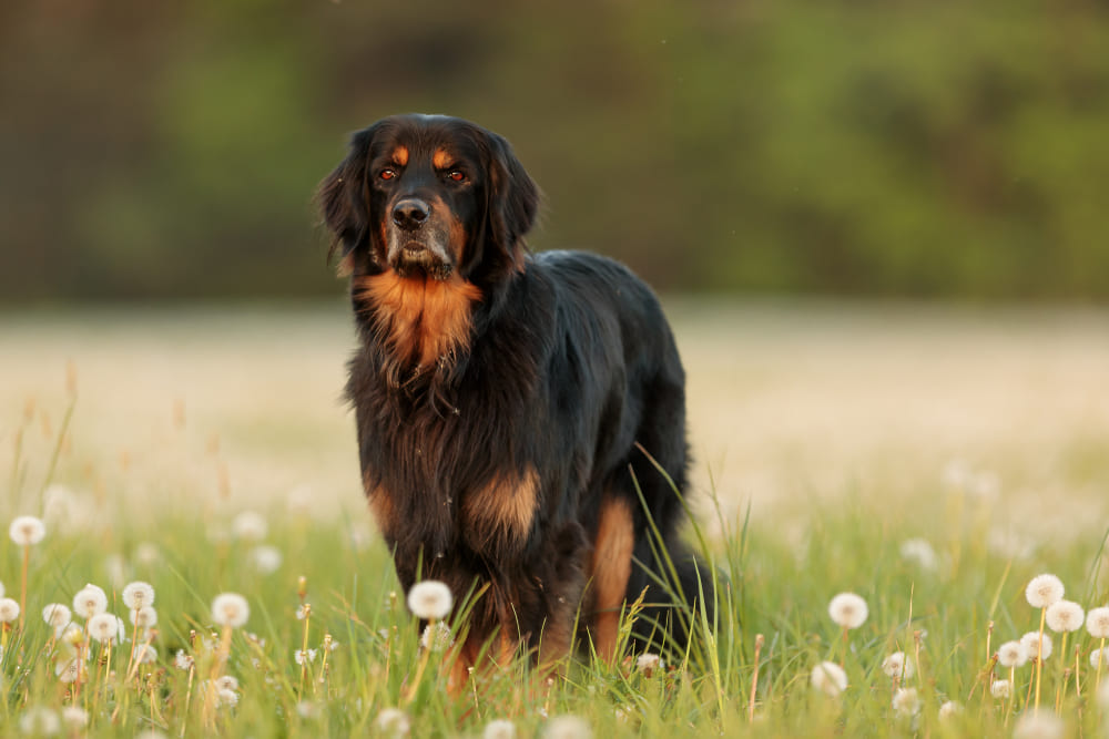 Черно-подпалый ховаварт