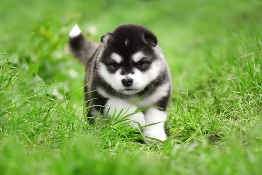 Милый щенок аляскинского маламута