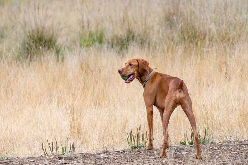 Венгерская выжла со своей игрушкой