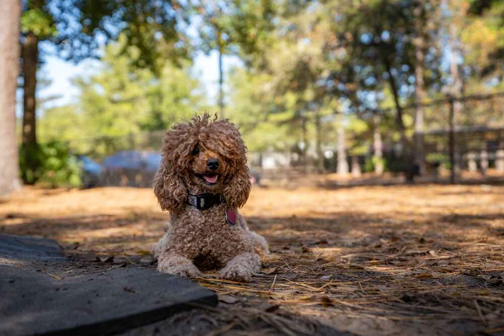 Миниатюрный пудель