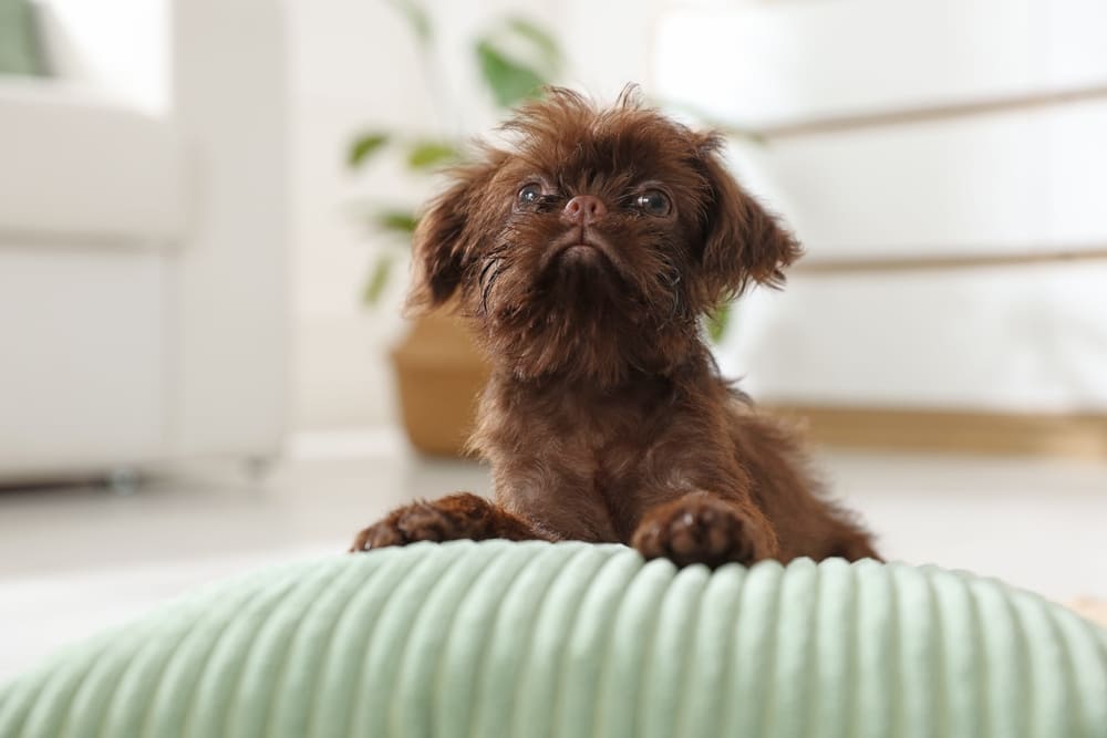 Собака породы гриффон