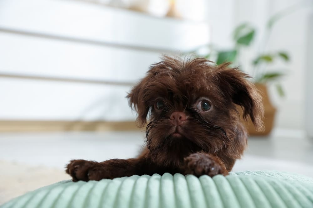 Бельгийский гриффон коричневого окраса