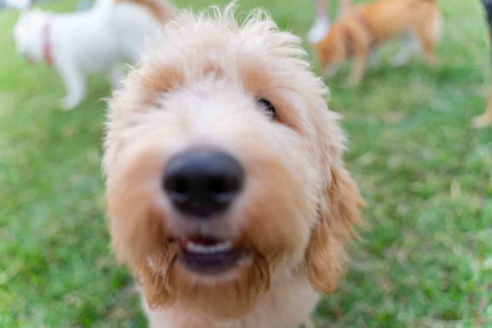 Счастливая собака пудель