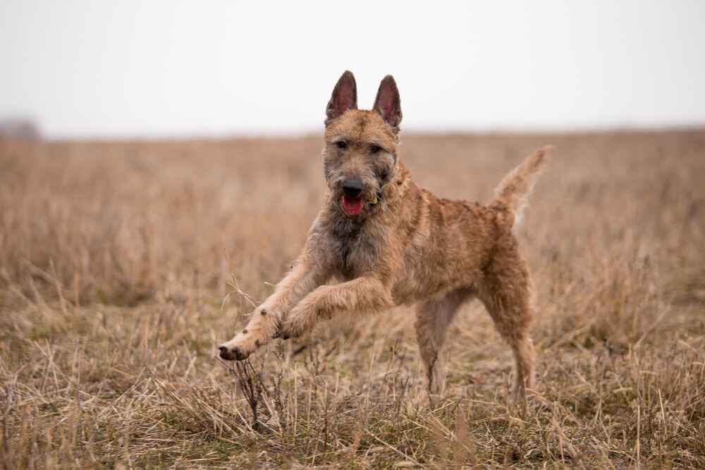 Лакенуа бежит