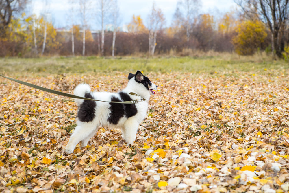 Якутская лайка с красивыми глазами