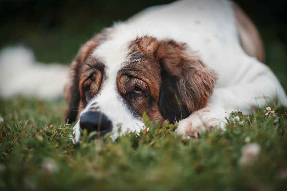 Московская сторожевая лежит на траве