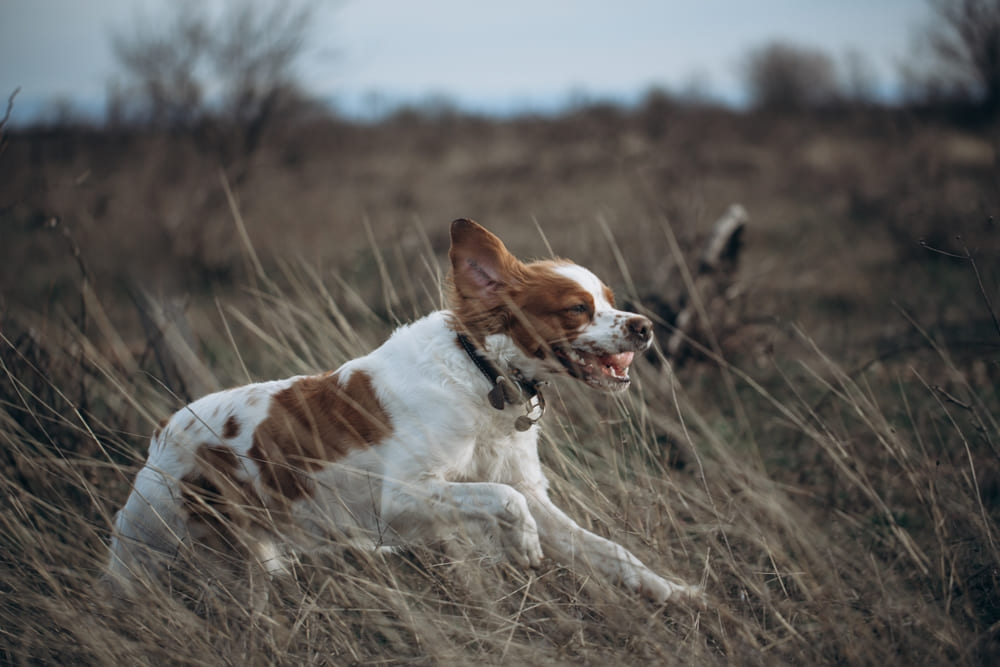 Активный бретонский эпаньоль