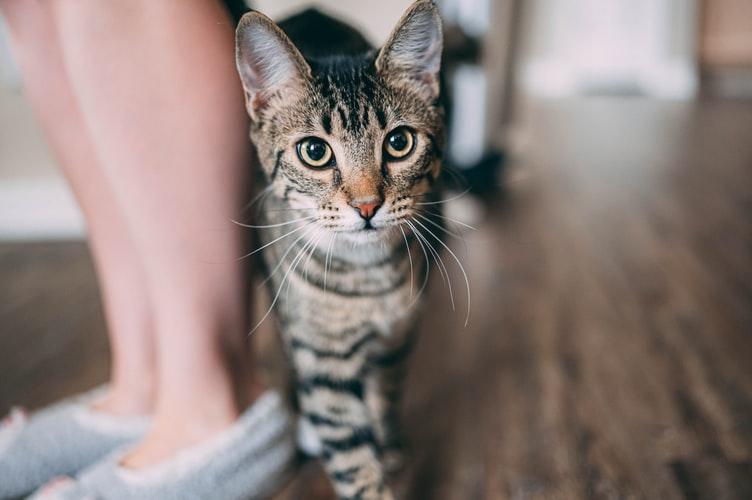 Как приучить кошку к лотку: рекомендации для владельцев взрослых животных и  котят