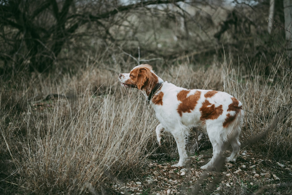 Бретон эпаньоль на охоте