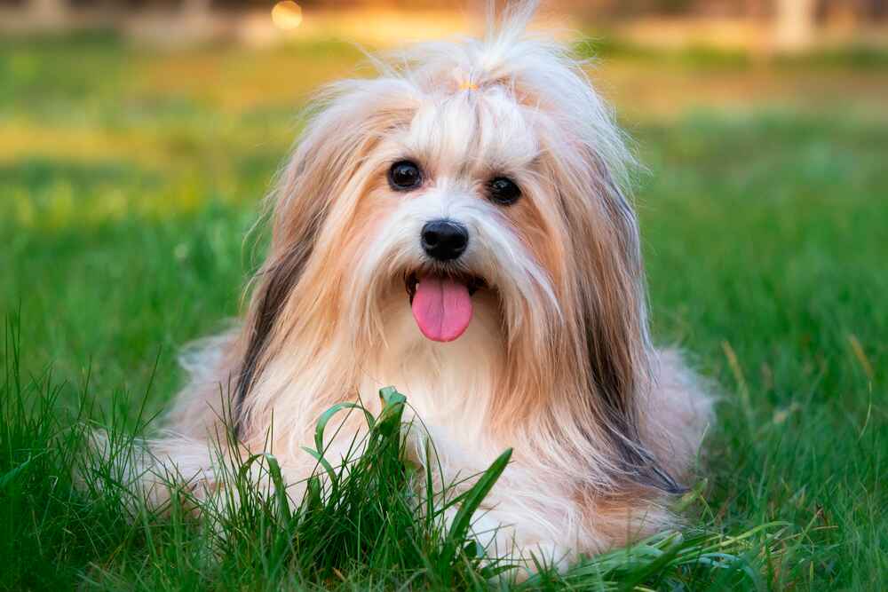 Собака хаванез на фото