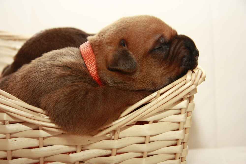 Щенок тоса-ину