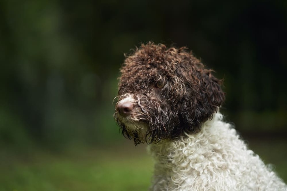 Изображениe — Водяная итальянская собака Водяная итальянская собака