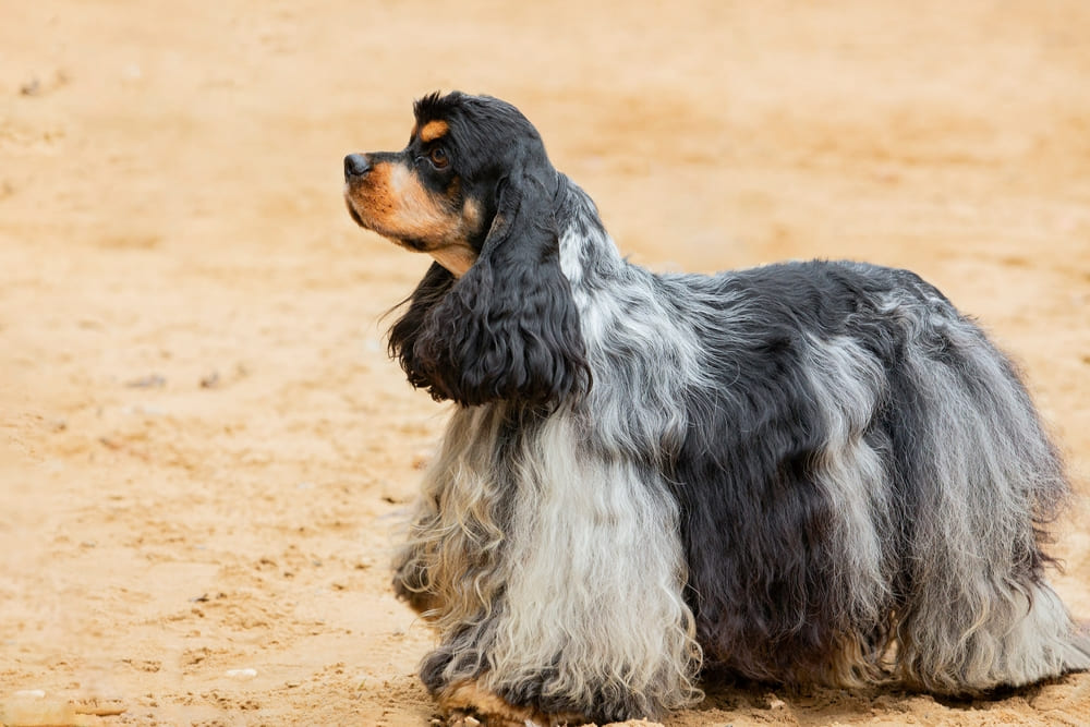 Все о породе американский кокер-спаниель есть в стандарте