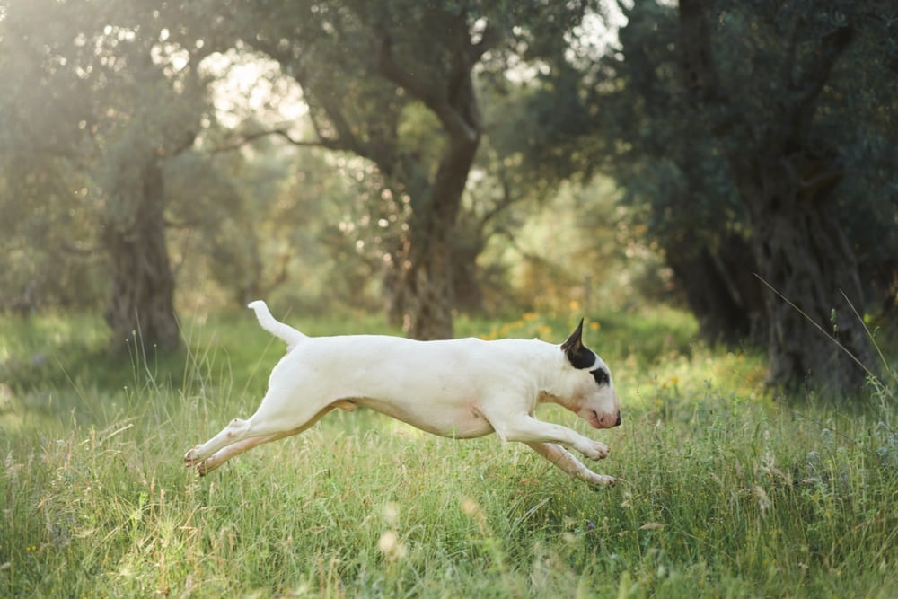 Бультерьер на улице