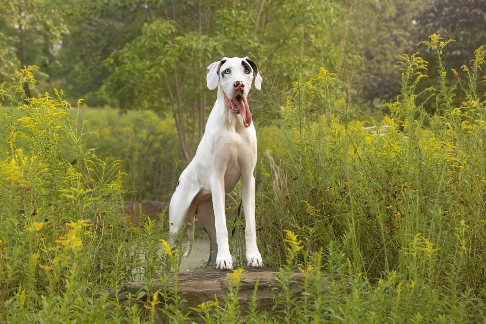 Почти полностью белый немецкий дог