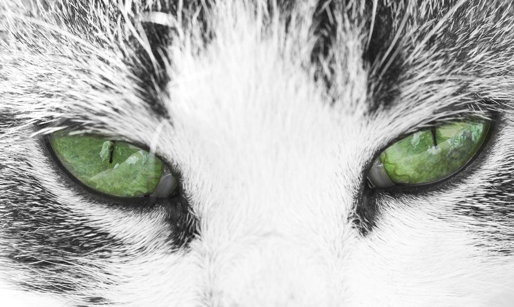 ТОП-20 пород кошек с зелеными глазами