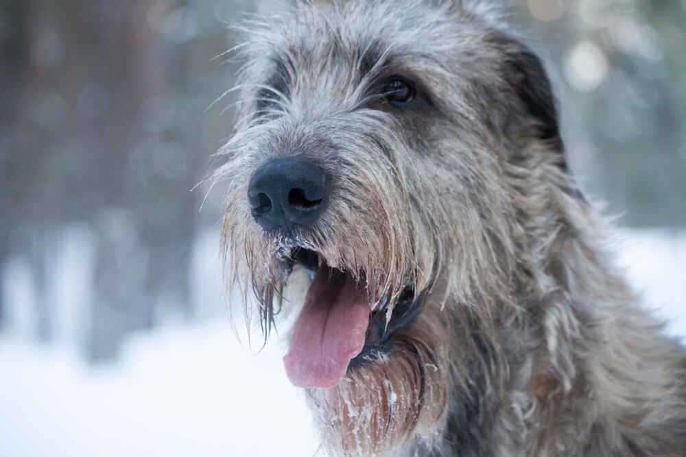 Ирландский волкодав на зимней прогулке