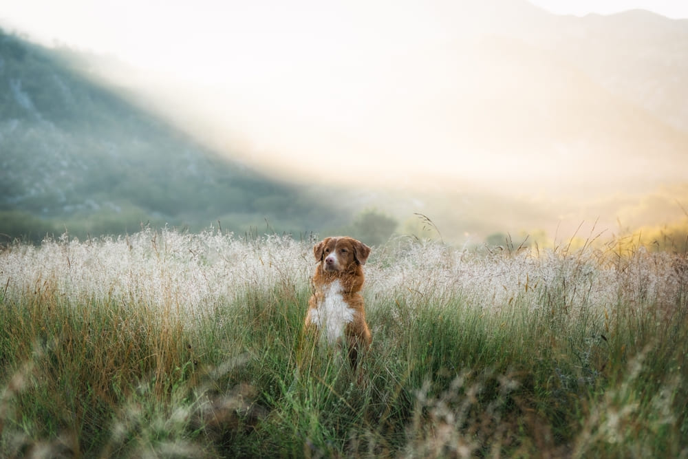 Толлер золотистого окраса