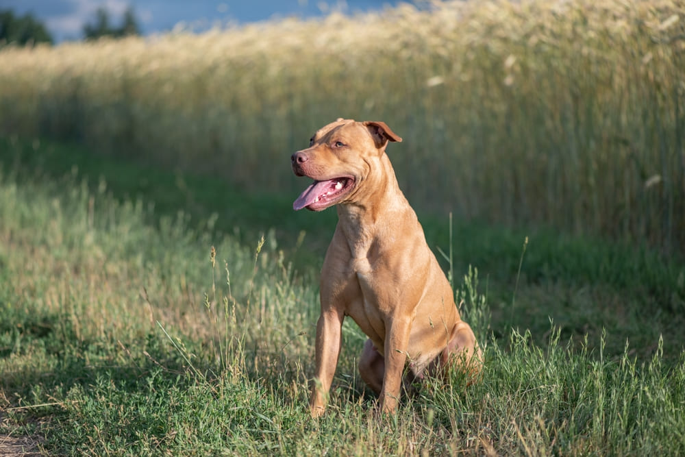 Характеристика собаки питбуля представлена в стандарте