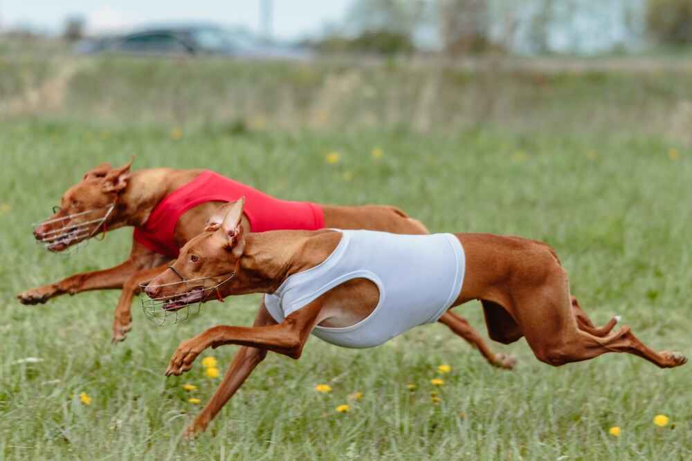 Изображениe — Чирнеко дель Этна бегут Чирнеко дель Этна бегут