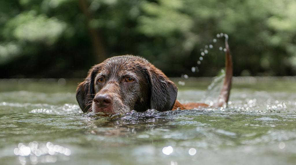 Почему собака боится воды – и как отрабатывать страх?