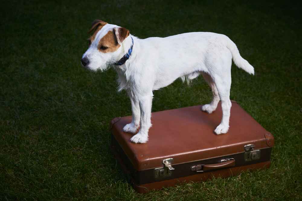 Изображениe — Парсон-терьер Парсон-терьер