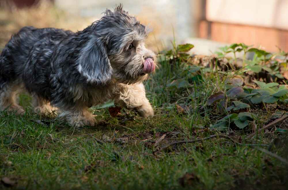 Денди-динмонт-терьер гуляет в саду