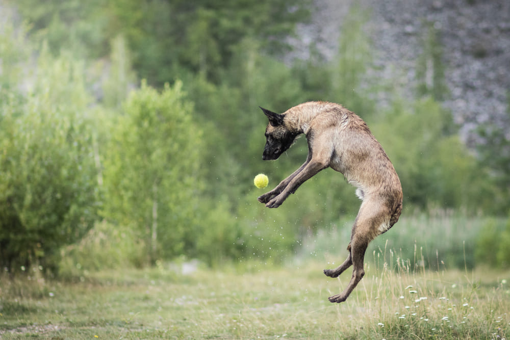Порода собак малинуа