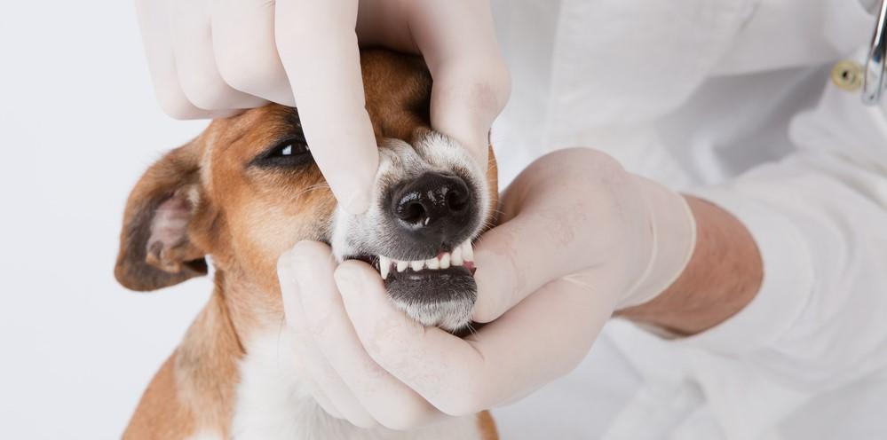Кариес у собак: признаки и лечение