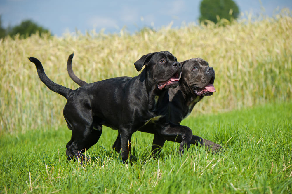 Это порода собак кане-корсо