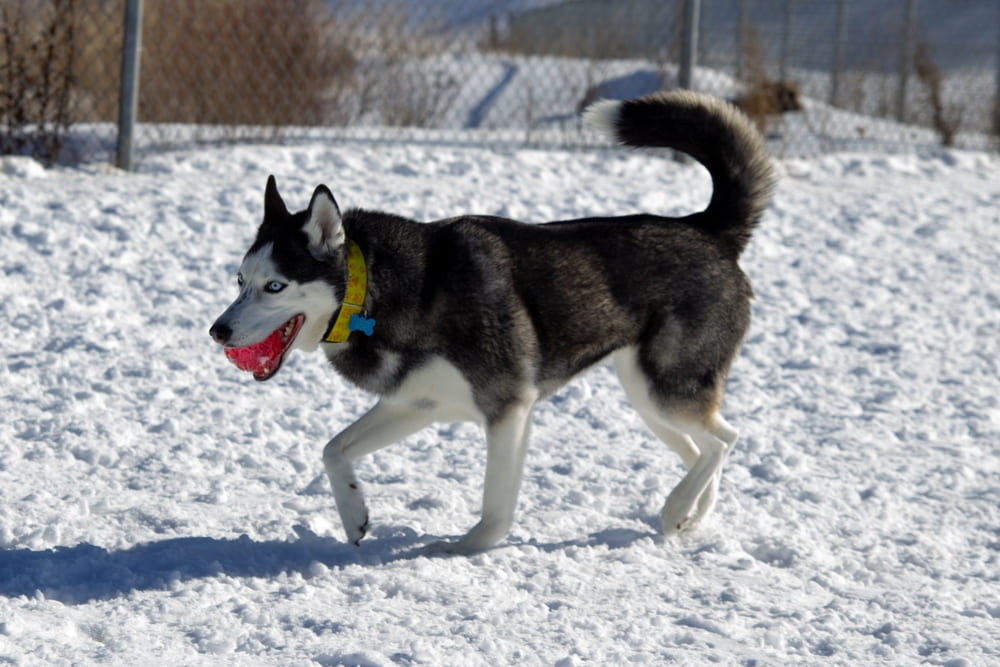 Сибирский хаски играет с мячом