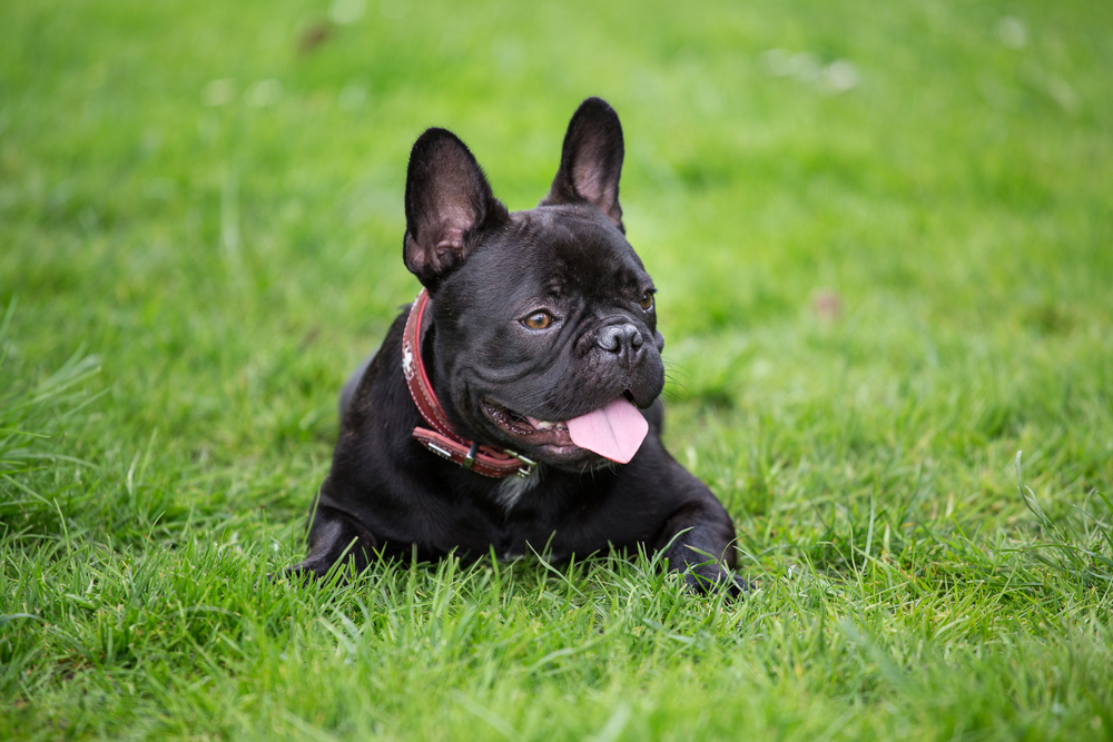 Черный бульдог лежит на траве