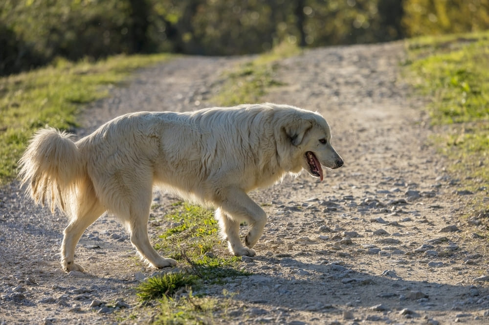 Пиренейская горная собака отличается силой
