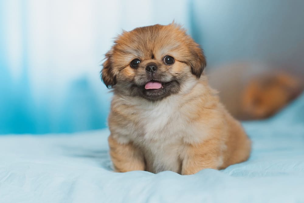 Милый щенок пекинеса