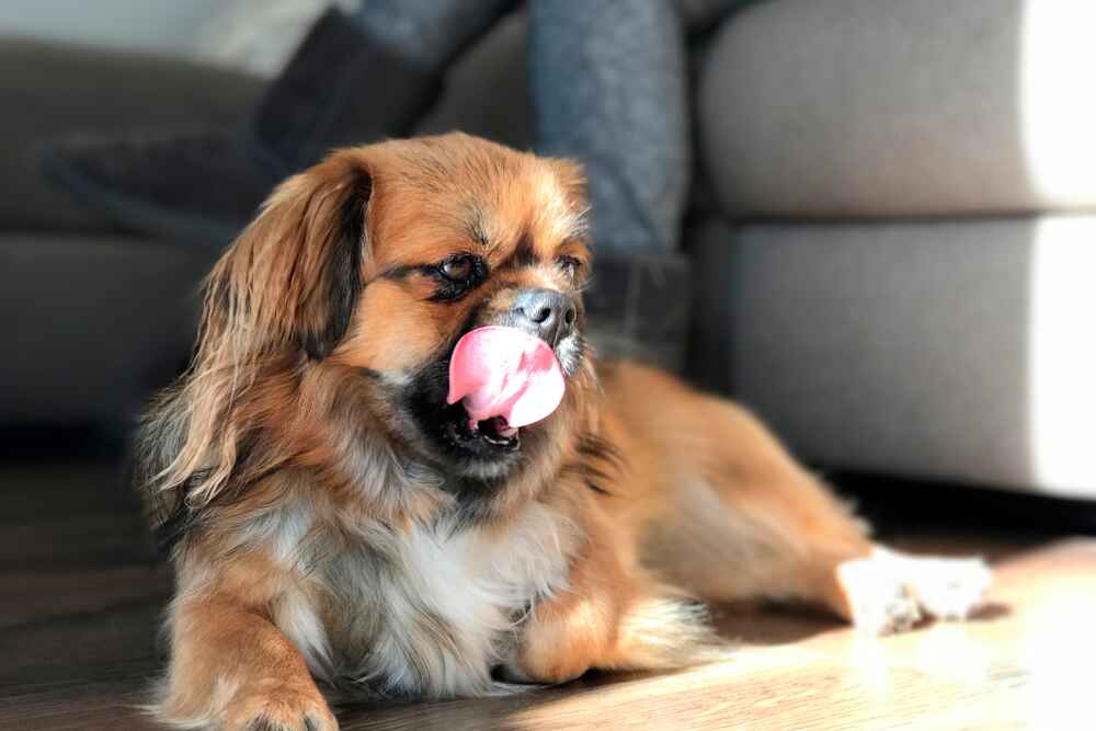 Это пес тибетский спаниель