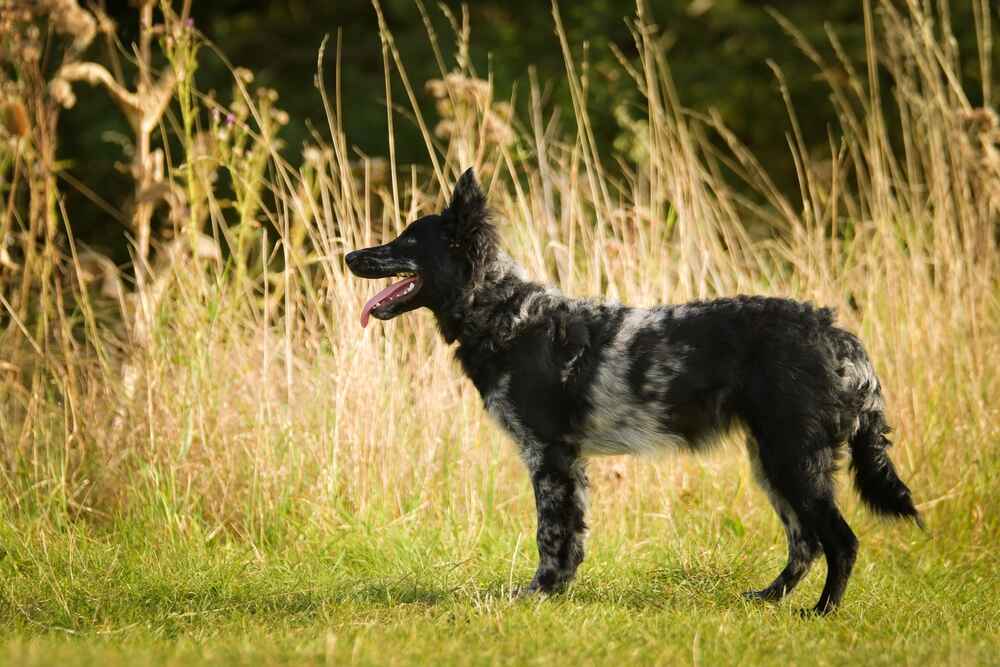 Собака породы муди стоит на траве