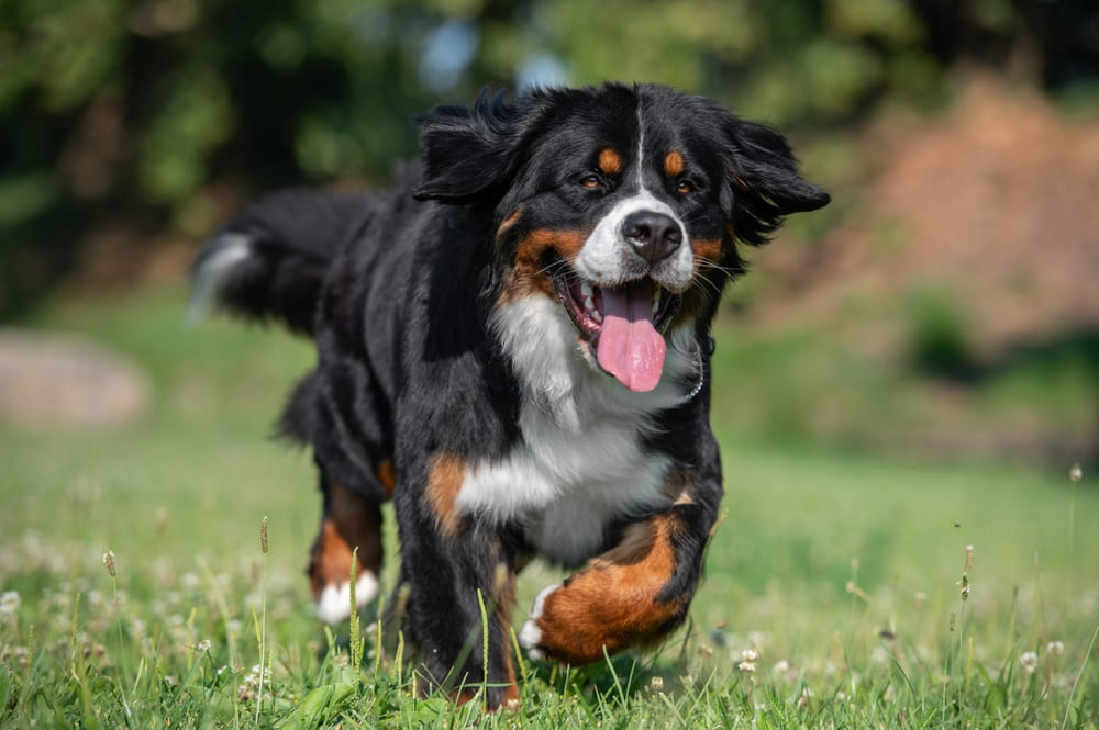 Бернский зенненхунд бежит по лугу