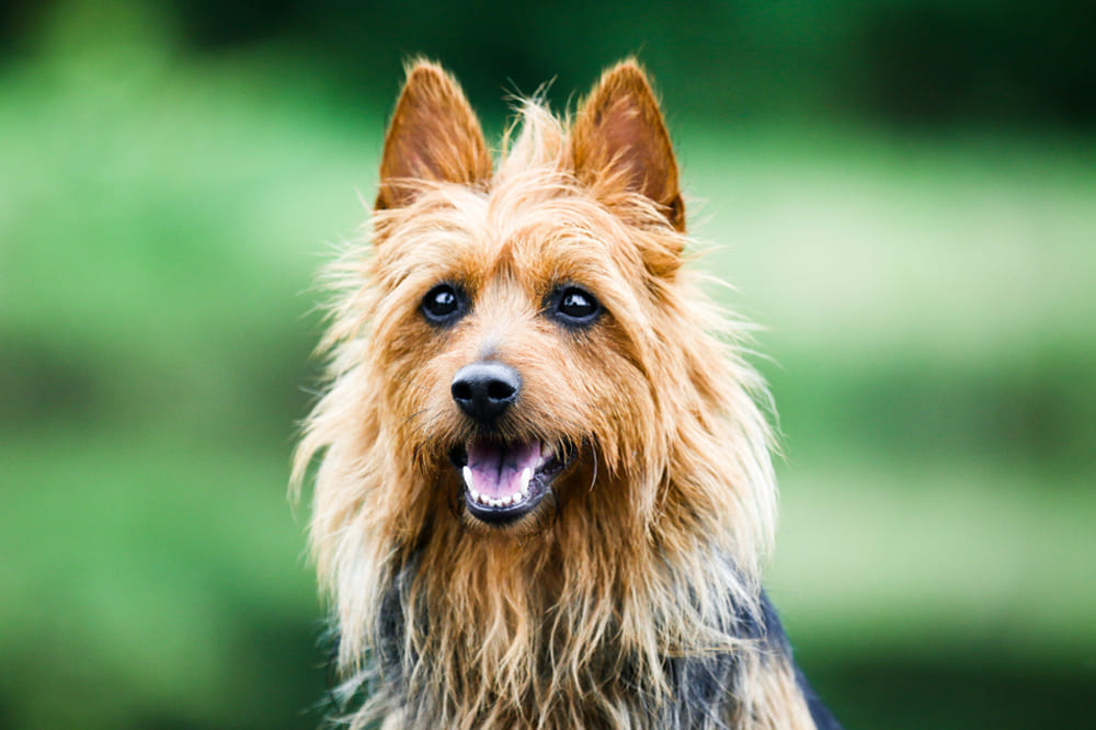 Австралийский терьер характерного окраса