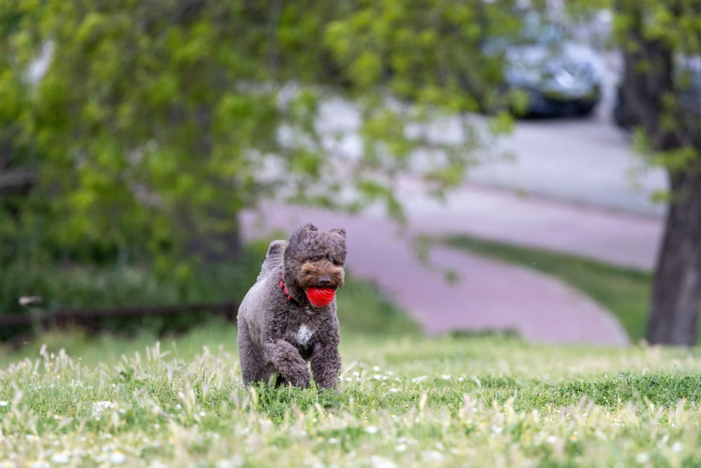Испанская водяная собака играет с мячом