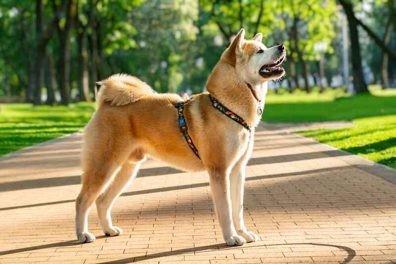 Изображениe — Акита-ину стоит боком Акита-ину стоит боком